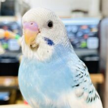 【最新画像】青空のような爽やかカラー🩵セキセイインコ（パイド）ヒナ