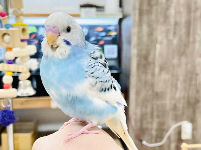 【最新画像】青空のような爽やかカラー🩵セキセイインコ(パイド)ヒナ セキセイインコ