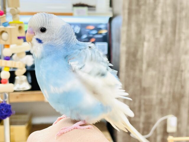 【最新画像】青空のような爽やかカラー🩵セキセイインコ(パイド)ヒナ セキセイインコ