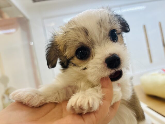 チワマル（マルチワ）