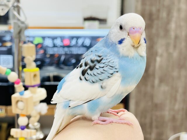 【最新画像】青空のような爽やかカラー🩵セキセイインコ(パイド)ヒナ セキセイインコ