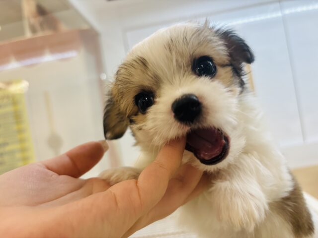 チワマル（マルチワ）