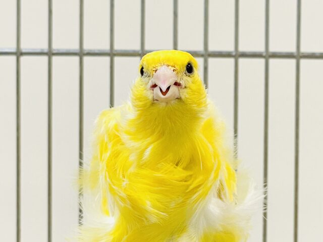 巻毛カナリア