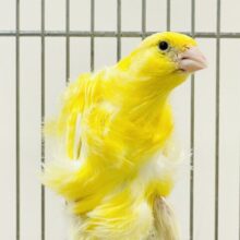 くるくるゴージャス✨巻き毛カナリア（男の子）