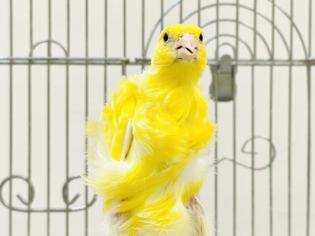 巻毛カナリア