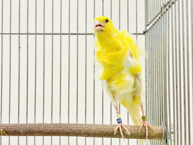 巻毛カナリア