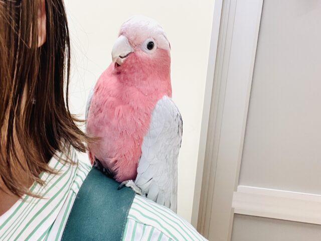 モモイロインコ