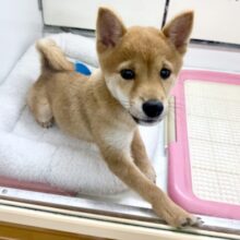 豆柴（赤）女の子♪可愛すぎて🩷一目惚れしちゃうぞ！