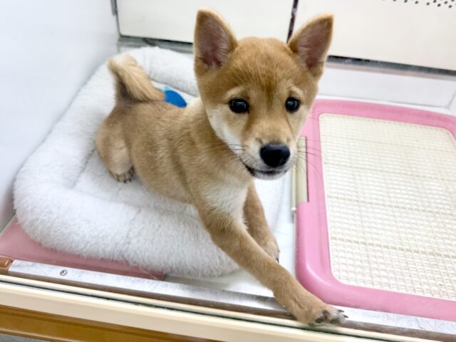 豆柴（赤）女の子♪可愛すぎて🩷一目惚れしちゃうぞ！