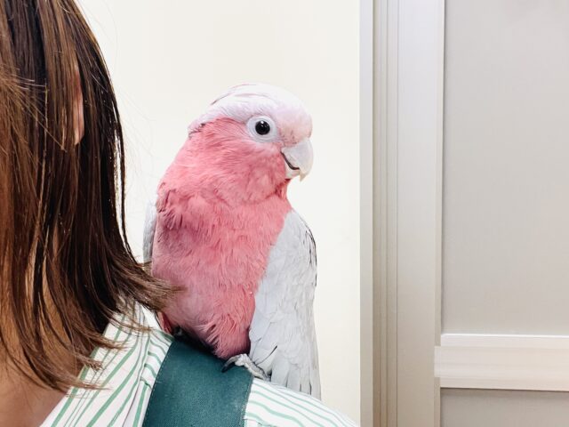 モモイロインコ