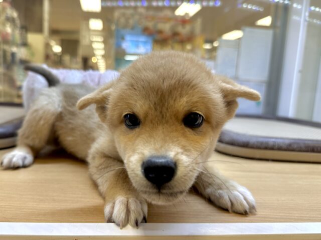きゅるきゅる⭐️ミックス犬(ポメラニアン✖️柴犬)男の子 ポメ柴