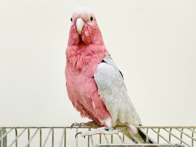 モモイロインコ