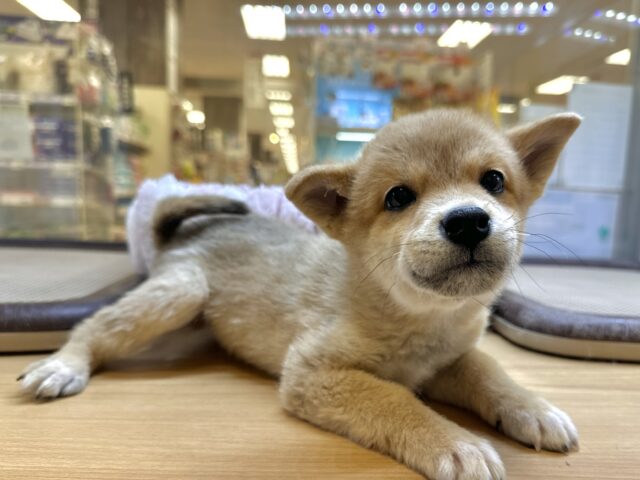 きゅるきゅる⭐️ミックス犬(ポメラニアン✖️柴犬)男の子 ポメ柴