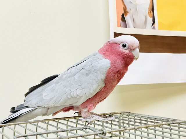 モモイロインコ