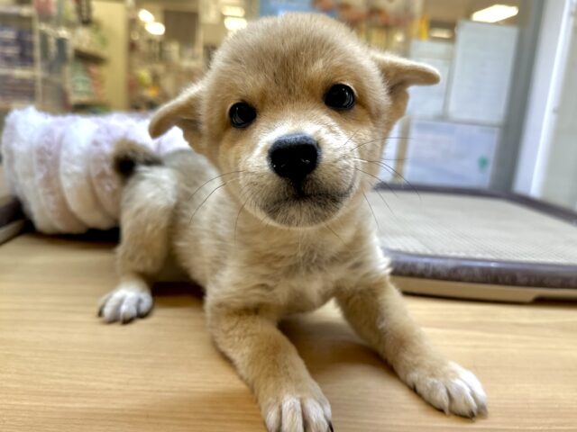 きゅるきゅる⭐️ミックス犬(ポメラニアン✖️柴犬)男の子 ポメ柴