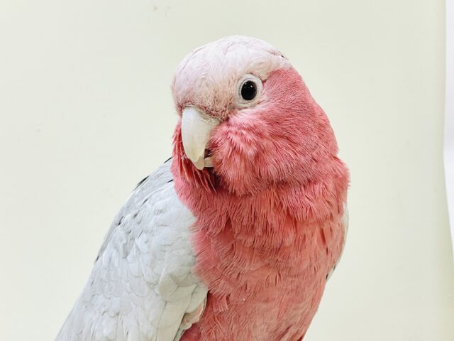 ピンク色のラブリーボーイ登場🍑✨モモイロインコ（男の子）