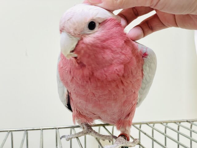 モモイロインコ
