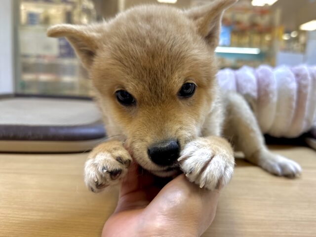 きゅるきゅる⭐️ミックス犬(ポメラニアン✖️柴犬)男の子 ポメ柴