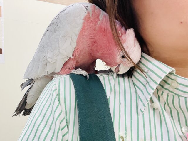 モモイロインコ