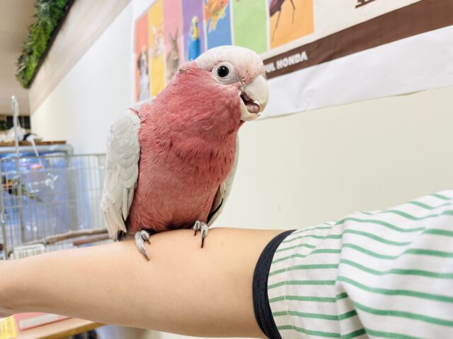 モモイロインコ