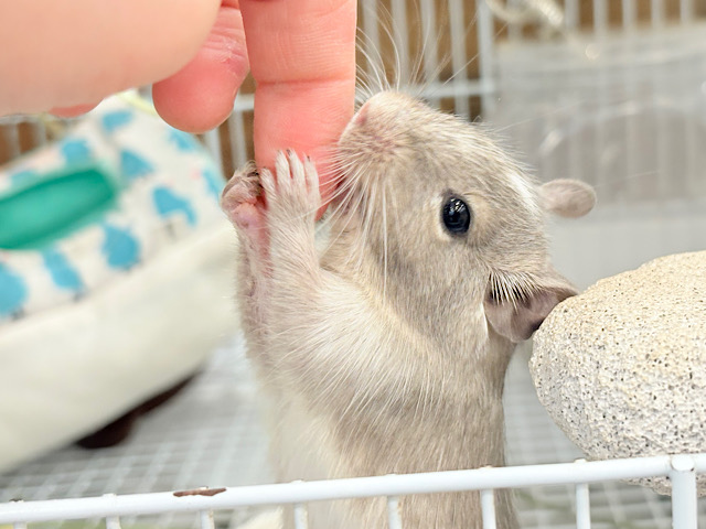 【最新画像更新🪄】お話聞くのが好きなんだっ♬*°デグー(パイド) 女の子