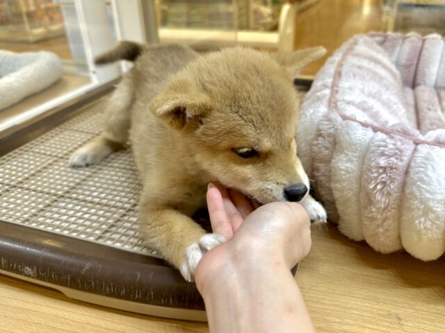 きゅるきゅる⭐️ミックス犬(ポメラニアン✖️柴犬)男の子 ポメ柴