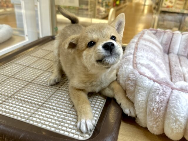 きゅるきゅる⭐️ミックス犬(ポメラニアン✖️柴犬)男の子 ポメ柴