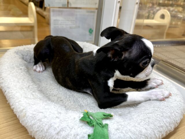 ムキムキ💪🏻♡ボストンテリア女の子 ボストンテリア