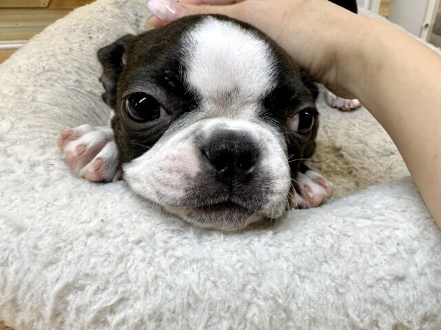 ムキムキ💪🏻♡ボストンテリア女の子 ボストンテリア