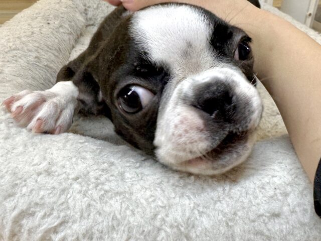 ムキムキ💪🏻♡ボストンテリア女の子 ボストンテリア