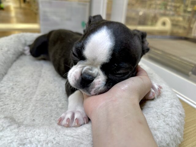 ムキムキ💪🏻♡ボストンテリア女の子 ボストンテリア