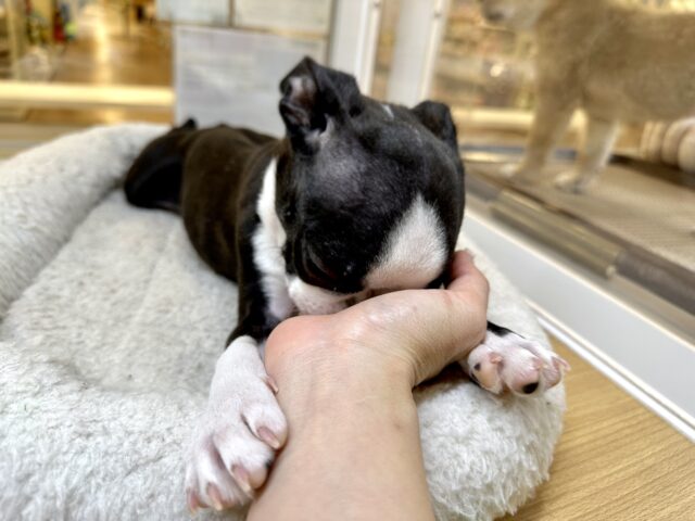 ムキムキ💪🏻♡ボストンテリア女の子 ボストンテリア