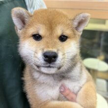 むちコロな柴犬が来ました！