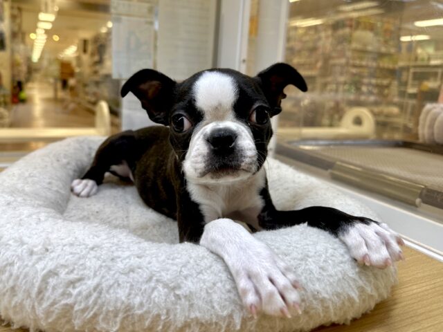 ムキムキ💪🏻♡ボストンテリア女の子 ボストンテリア