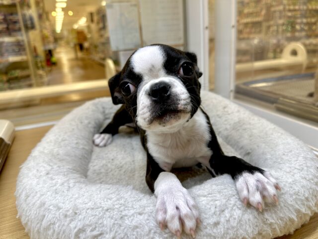 ムキムキ💪🏻♡ボストンテリア女の子 ボストンテリア