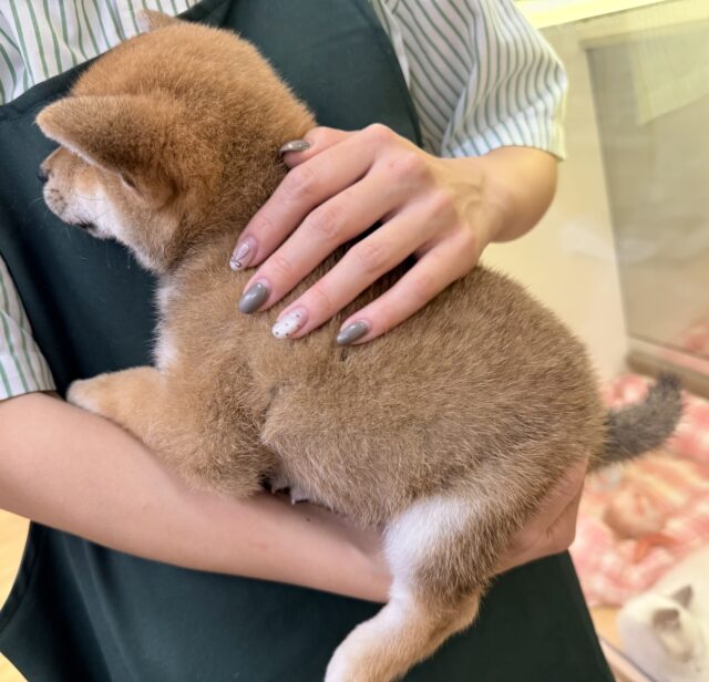 最新📷むちコロな柴犬が来ました! 柴犬