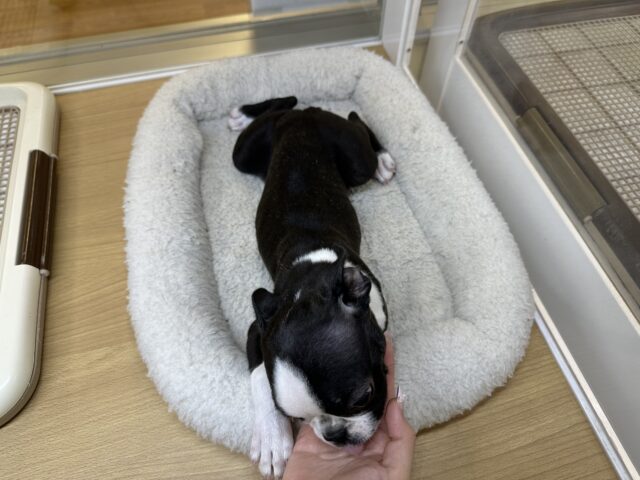 ムキムキ💪🏻♡ボストンテリア女の子 ボストンテリア