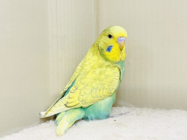 ジャンボセキセイインコ