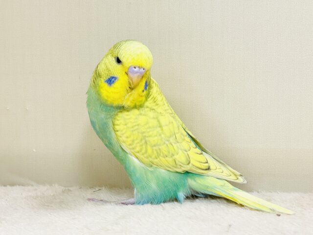 もっふりもふもふ☁️✨ジャンボセキセイインコ（スパングル）ヒナ