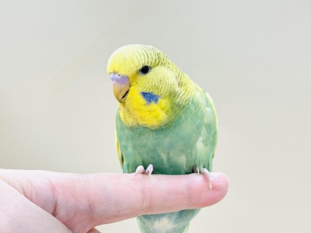 ジャンボセキセイインコ