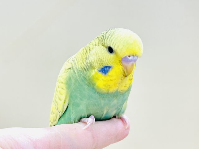 ジャンボセキセイインコ