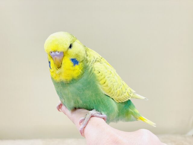 ジャンボセキセイインコ