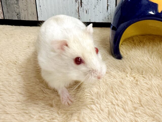ツンデレ.ᐟ.ᐟ⭐️レアカラーのルビーアイちゃん❤️✨ ドワーフハムスターの1種