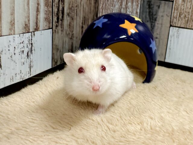 ツンデレ.ᐟ.ᐟ⭐️レアカラーのルビーアイちゃん❤️✨ ドワーフハムスターの1種