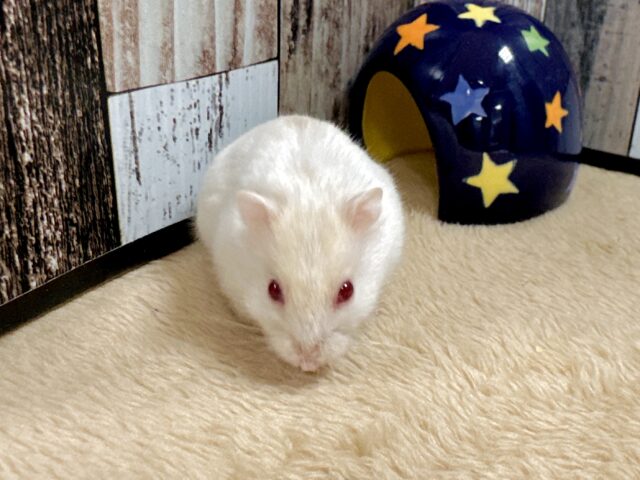 ツンデレ.ᐟ.ᐟ⭐️レアカラーのルビーアイちゃん❤️✨ ドワーフハムスターの1種