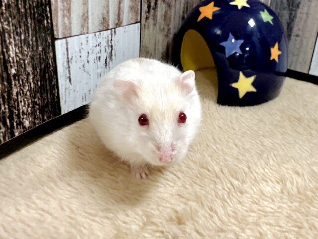 ツンデレ.ᐟ.ᐟ⭐️レアカラーのルビーアイちゃん❤️✨ ドワーフハムスターの1種