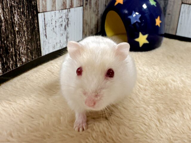 ツンデレ.ᐟ.ᐟ⭐️レアカラーのルビーアイちゃん❤️✨ ドワーフハムスターの1種