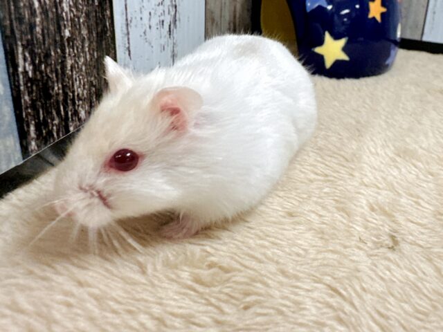 ツンデレ.ᐟ.ᐟ⭐️レアカラーのルビーアイちゃん❤️✨ ドワーフハムスターの1種