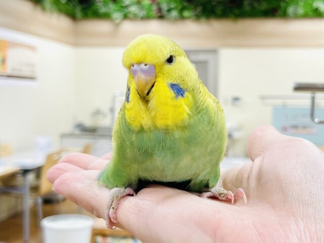 ジャンボセキセイインコ