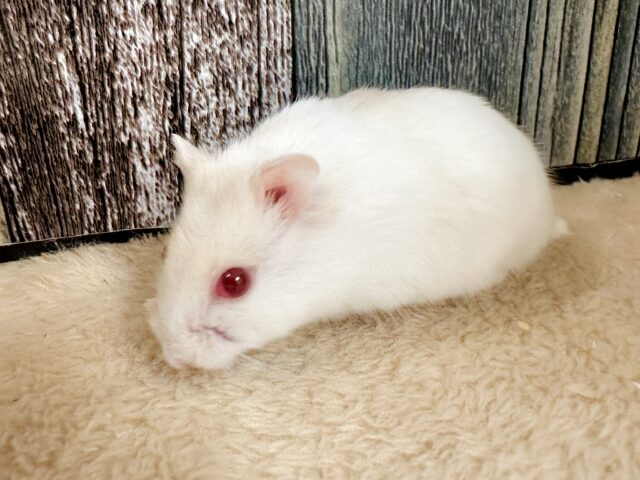 ツンデレ.ᐟ.ᐟ⭐️レアカラーのルビーアイちゃん❤️✨ ドワーフハムスターの1種